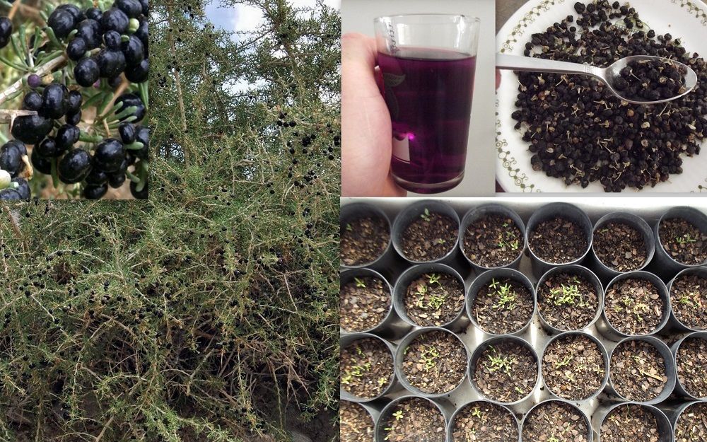 Семена черники фото. как вырастить чернику из семян в домашних условиях?