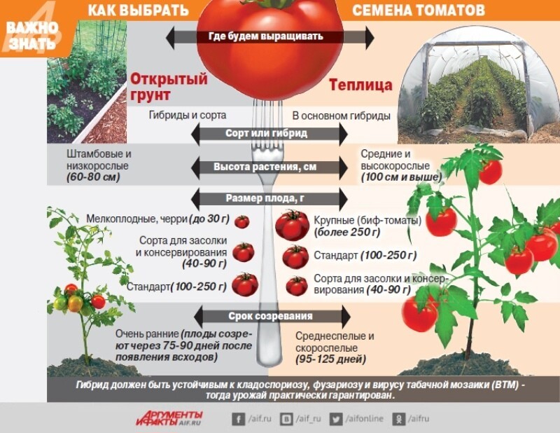 Описание лучших сортов высокорослых помидоров, когда сажать на рассаду и как выращивать