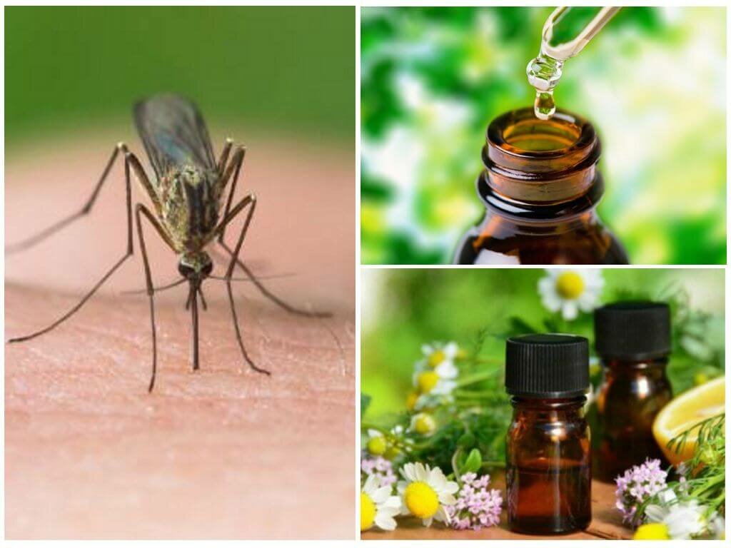 12 растений, которые отпугивают комаров