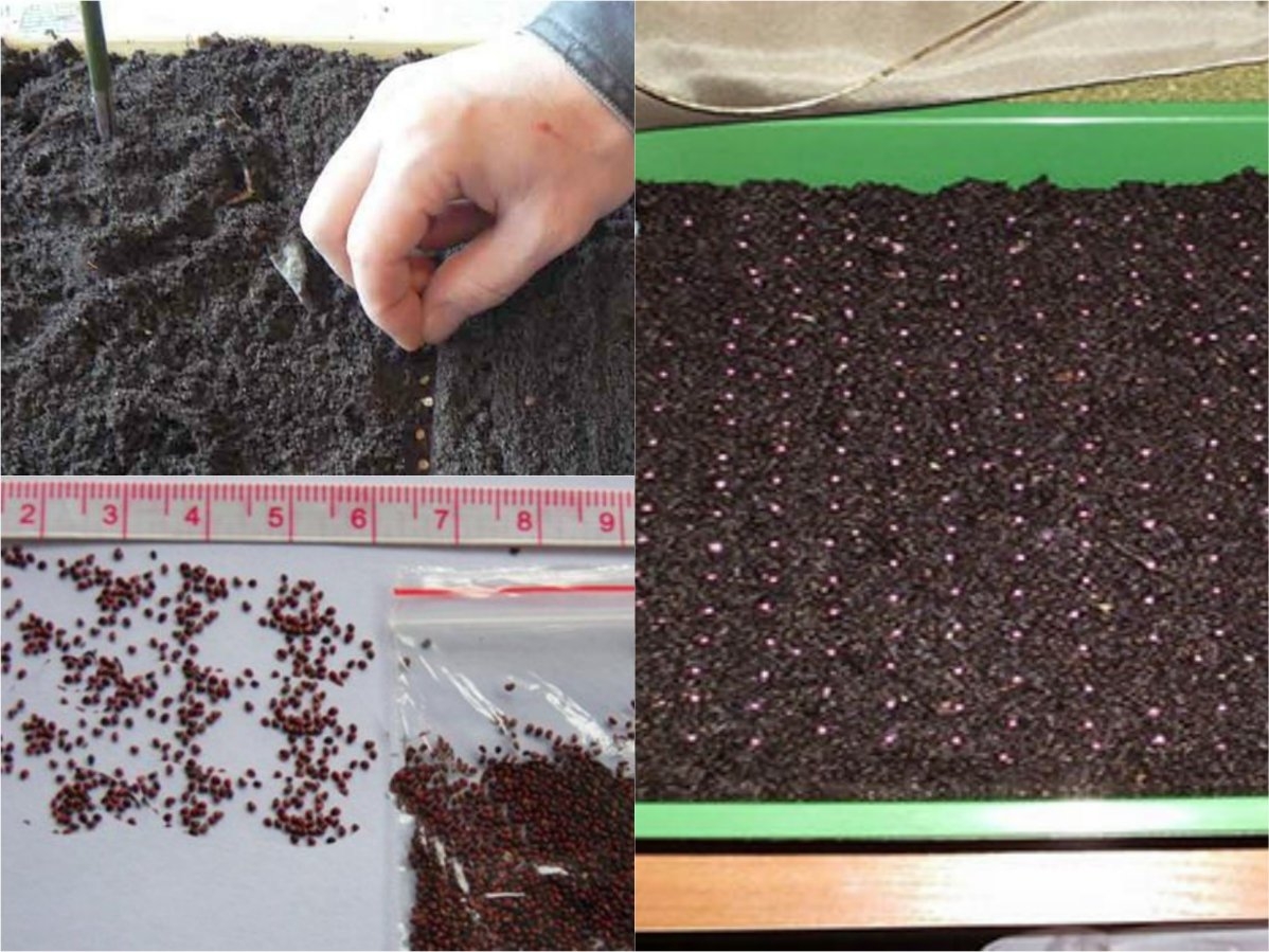 Выращивание рассады земляники в домашних условиях. Посев семян клубники. Посадка клубники семенами. Посадка земляники семенами. Высеять семена клубники.