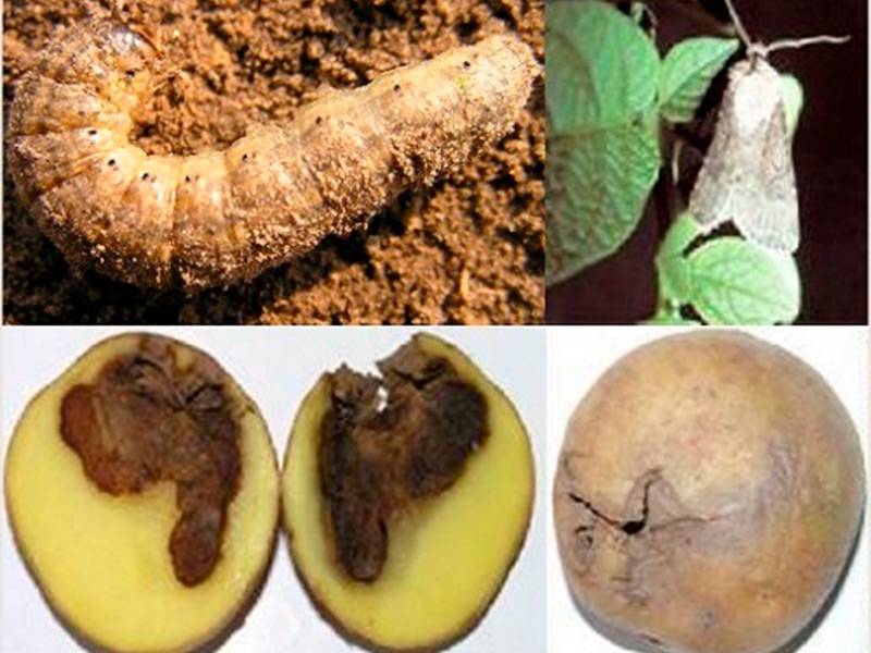 Как бороться с картофельной молью: меры борьбы при хранении