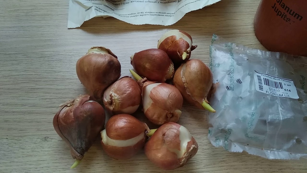 Где и как хранить луковицы тюльпанов зимой в домашних условиях
