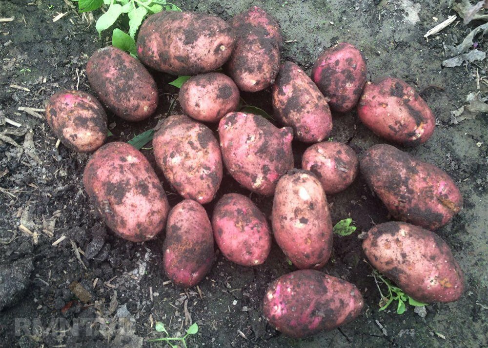 Картофель в красном — сорт «ред леди»: описание с характеристиками плода и фотографиями