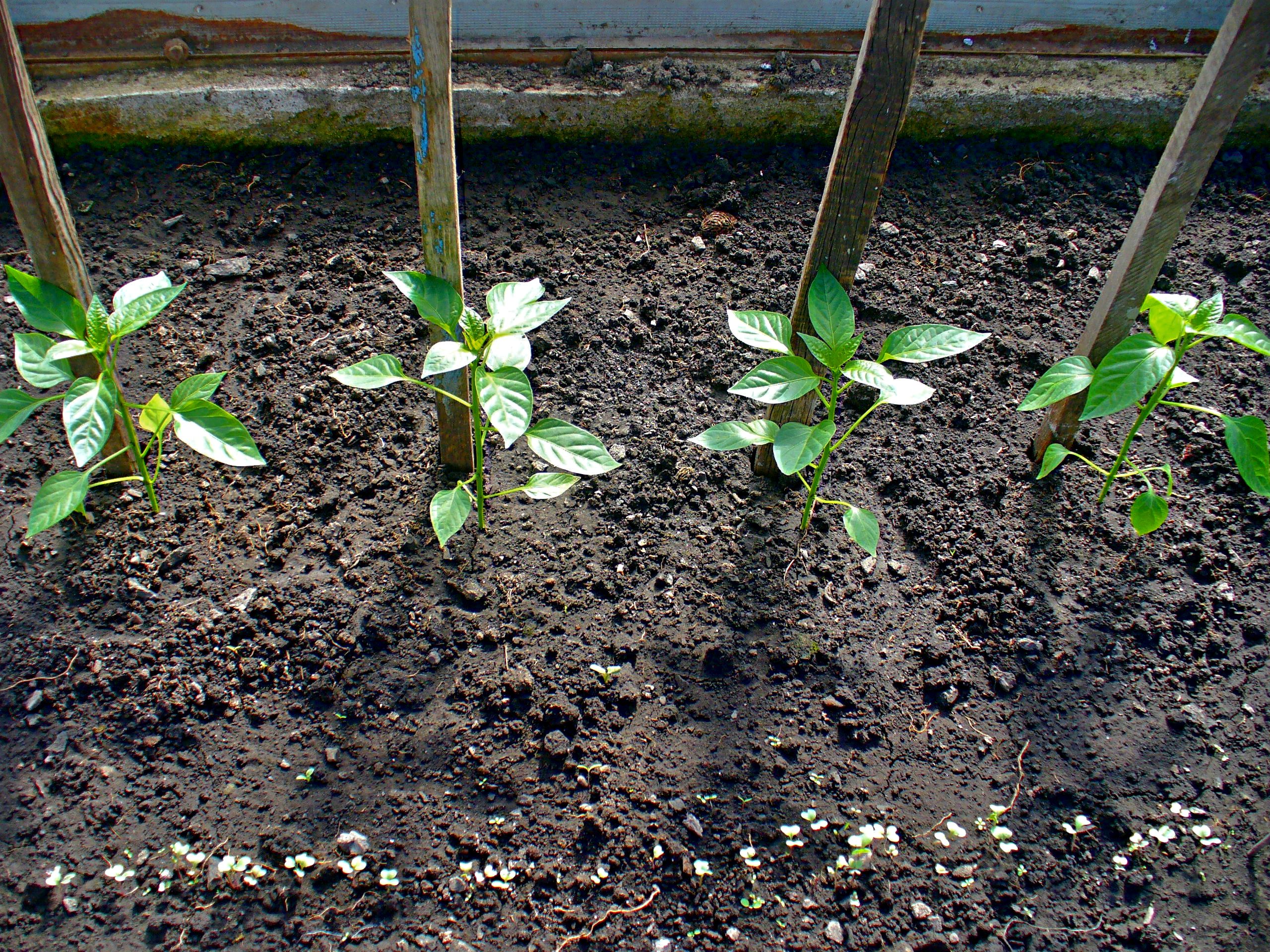 Как вырастить болгарский перец в теплице из поликарбоната: нюансы выращивания, посадки и ухода