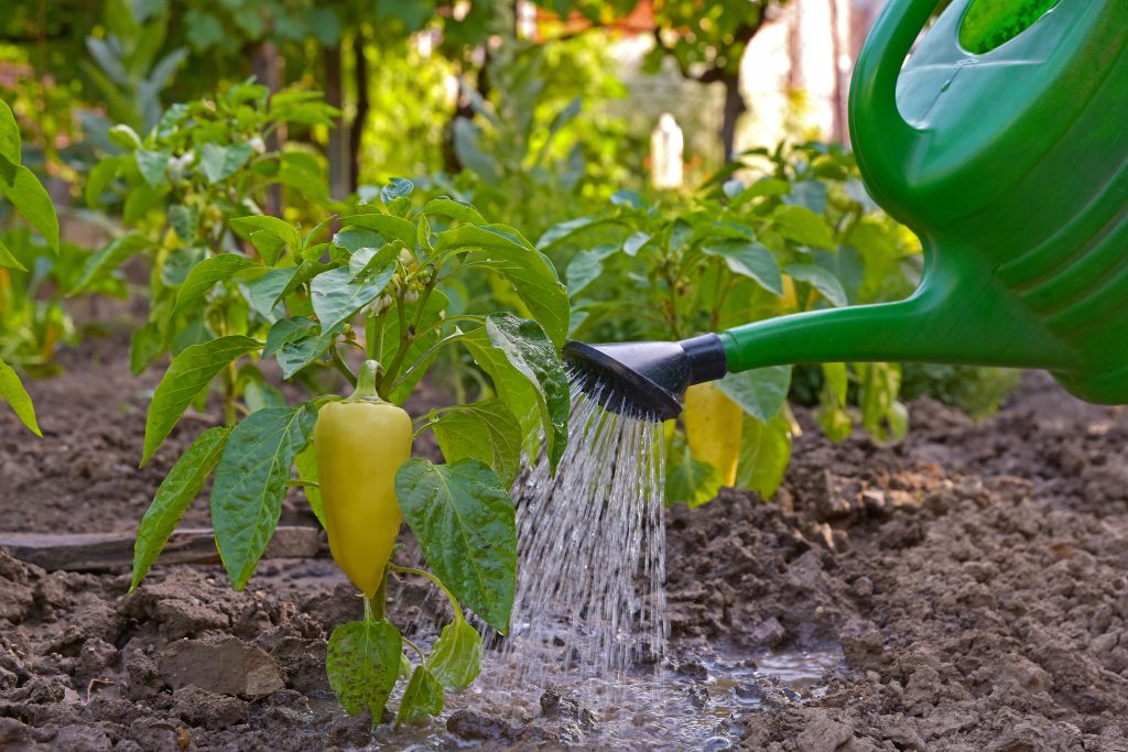 Как часто поливать перец в теплице и открытом грунте: правила полива