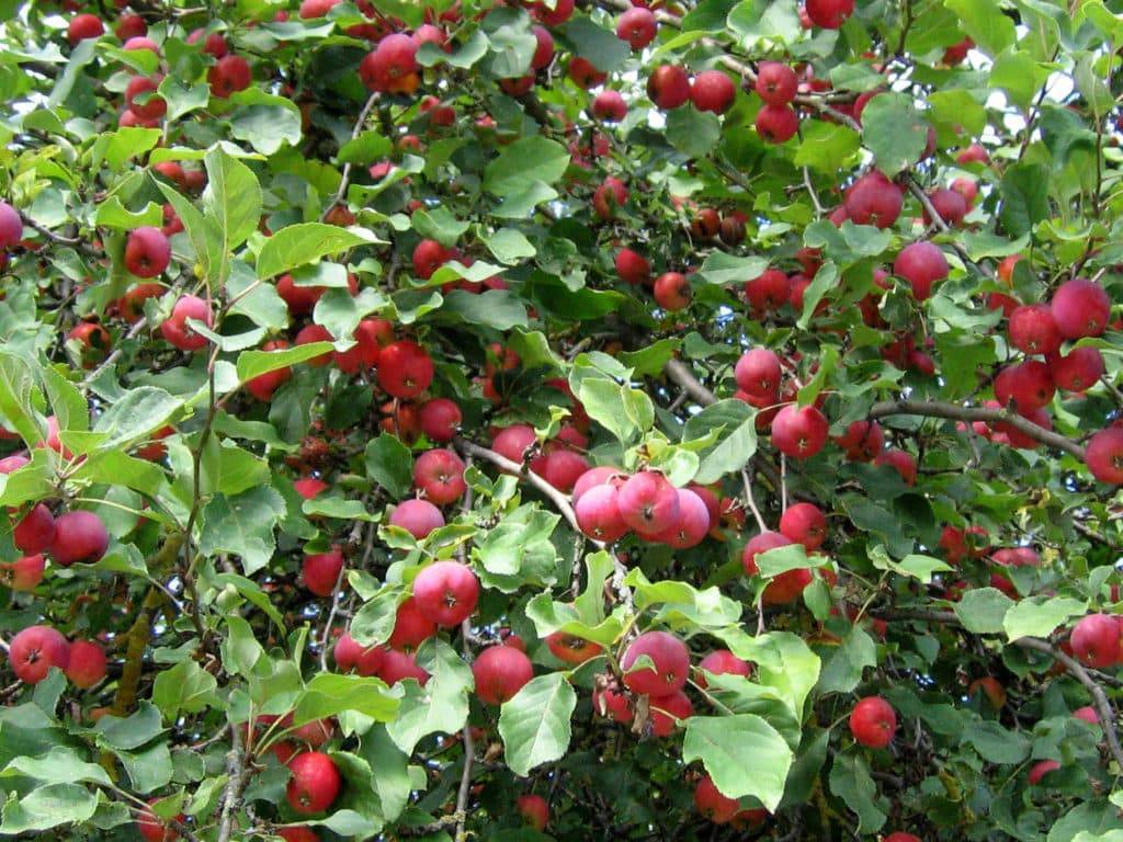 Декоративная яблоня недзвецкого: описание, фото, отзывы