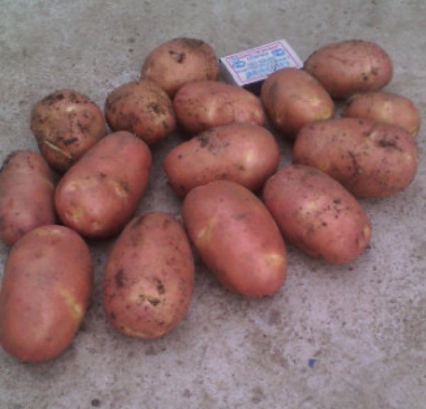 Картофель романо: описание сорта, фото полученного урожая, отзывы дачников с опытом, преимущества и недостатки картошки