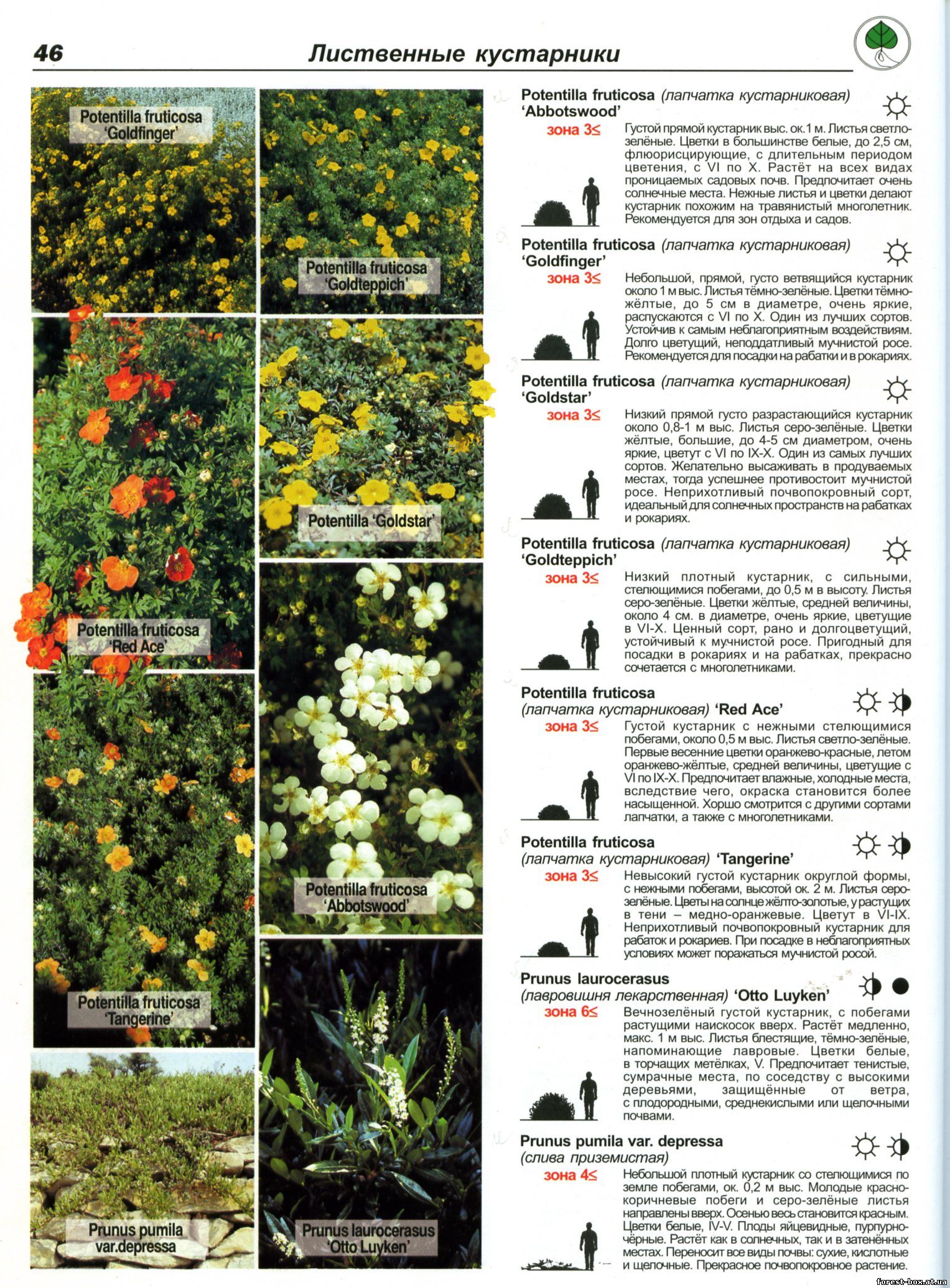 Лапчатка — виды и сорта растения, характеристики