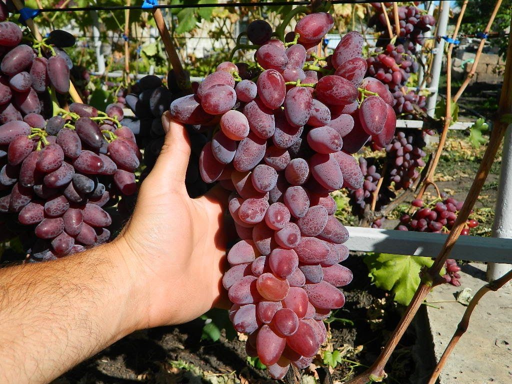 Виноград черный жемчуг: характеристика и описание сорта, посадка и уход