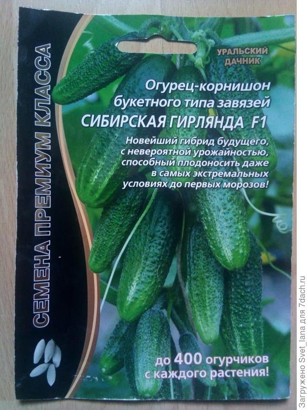 Суперурожайный огурец сибирская гирлянда f1: выращивание и формирование