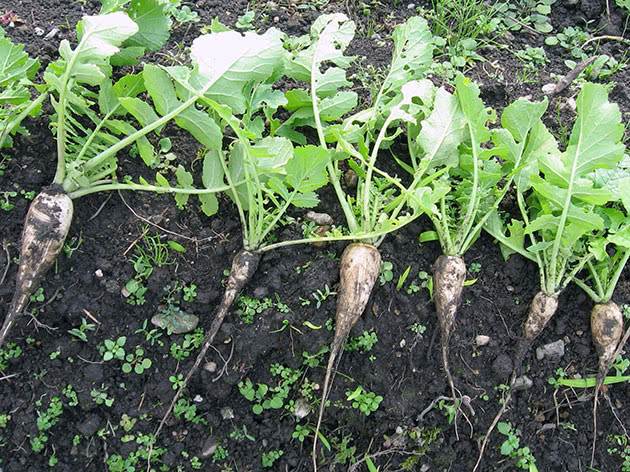 Что надо знать о посадке дайкона семенами в открытый и защищенный грунт? особенности ухода за овощем