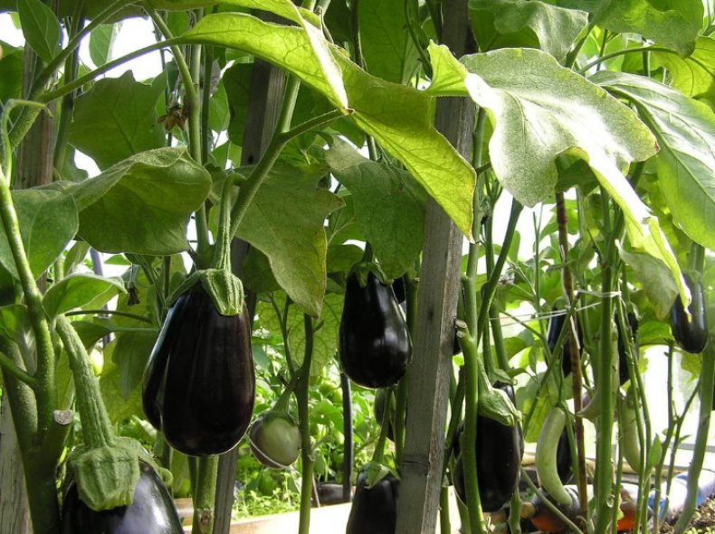 Выращивание баклажанов в открытом грунте от посева семян до сбора урожая