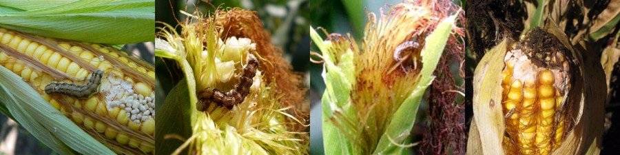 Болезни и вредители кукурузы: фото, описание, меры борьбы с ними и профилактические мероприятия