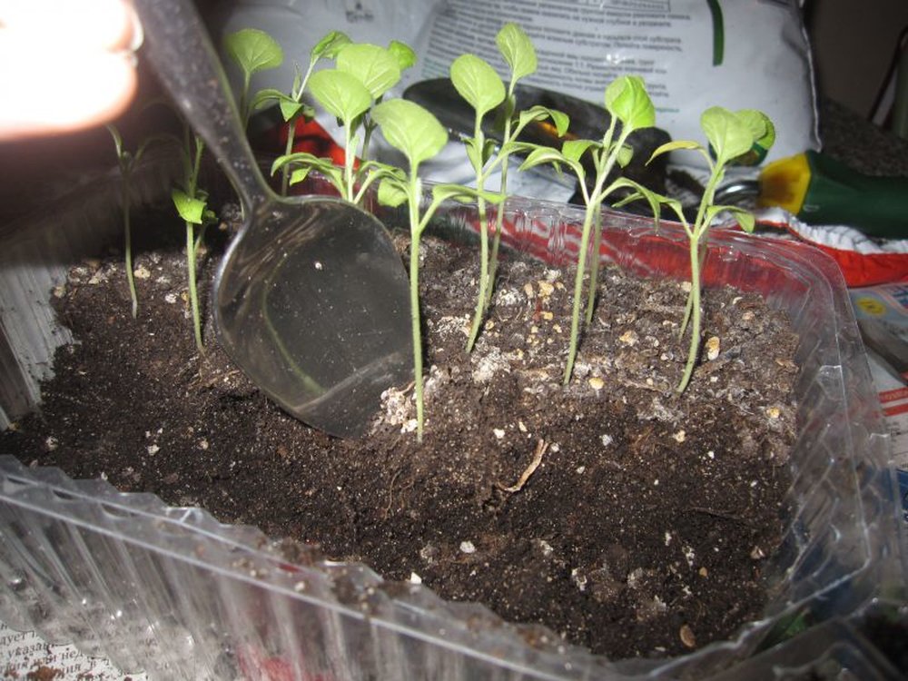 Выращивание баклажан: уход при посадке в открытый грунт