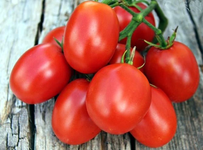 Выращивание томата де барао гигант