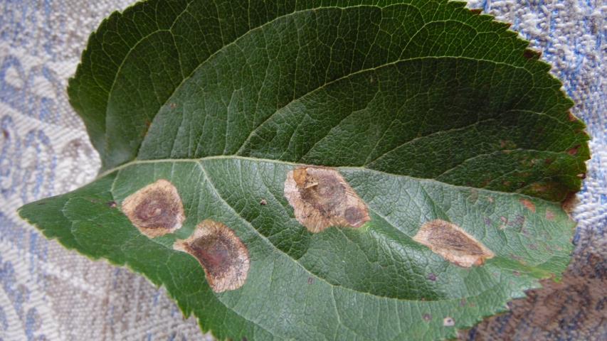 Появились коричневые пятна на листьях яблони. как лечить - расскажут профессионалы