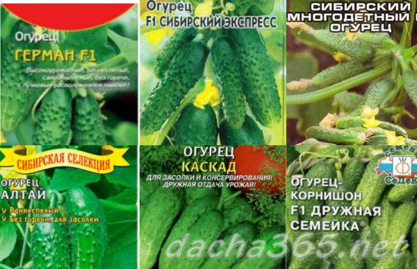 Огурец сибирский экспресс: описание и характеристика сорта, урожайность с фото
