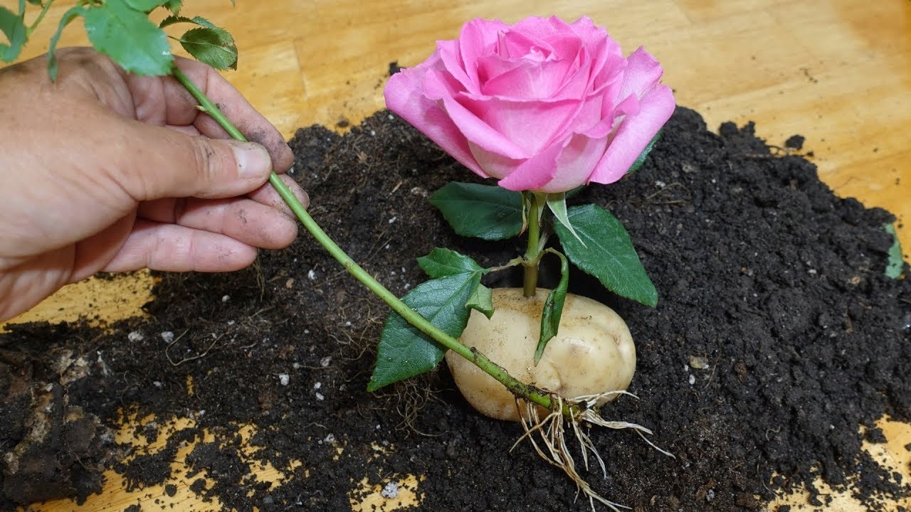 Черенкование роз в стаканчиках — зимний питомник роз на подоконнике
