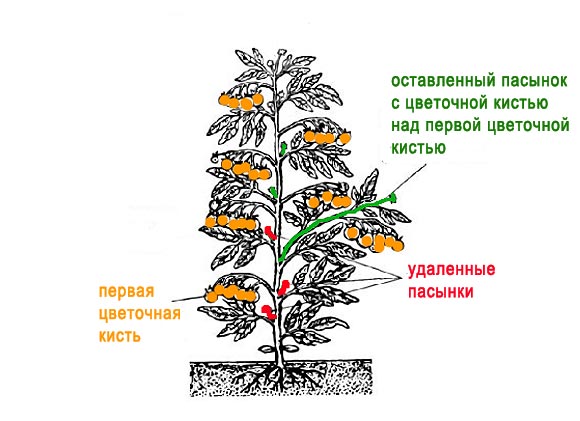 Формирование томатов – в теплице, открытом грунте, как правильно, в 1, 2, 3, 4 стебля, схема, видео