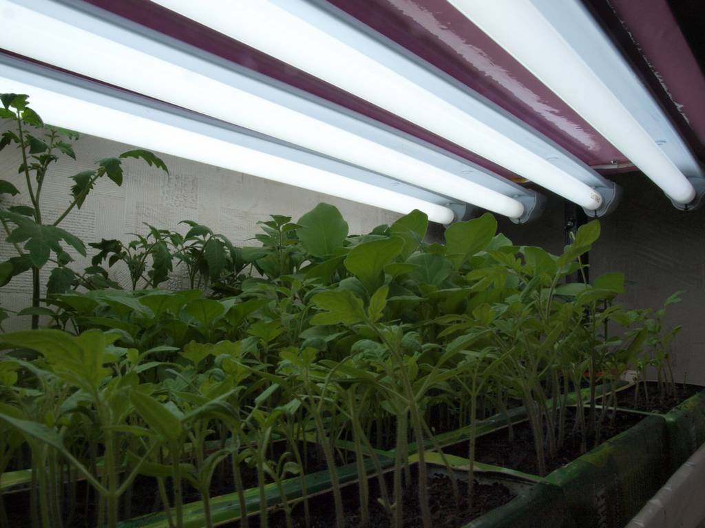 Лампы для растений (рассады) - огород