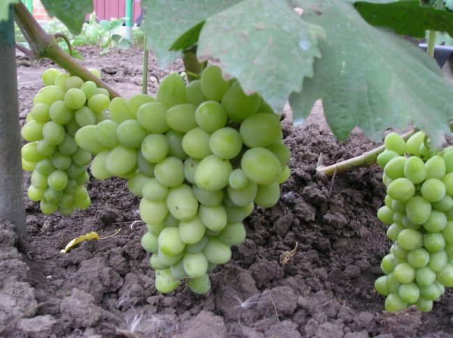 Виноград тасон: описание сорта, фото и отзывы садоводов