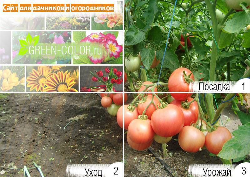 Характеристика и описание томата пинк самсон f1, выращивание и правила посадки. морковь «самсон»: описание сорта, фото и отзывы