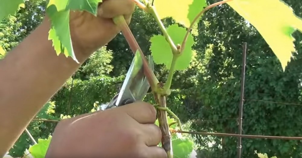 Как ускорить созревание винограда в августе, чем обработать для быстрой спелости, кольцевание для ускорения вызревания лозы, что еще сделать, чтобы лоза вызрела