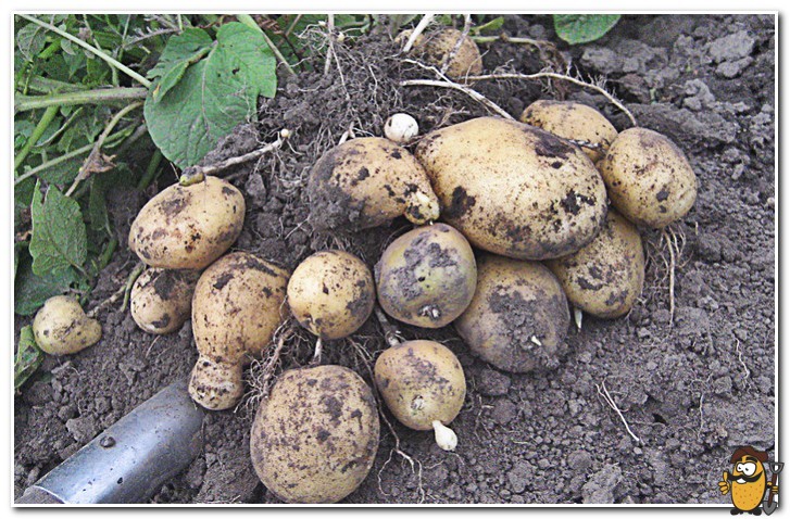 Картофель санте: описание сорта, фото, характеристика, вкусовые качества русский фермер
