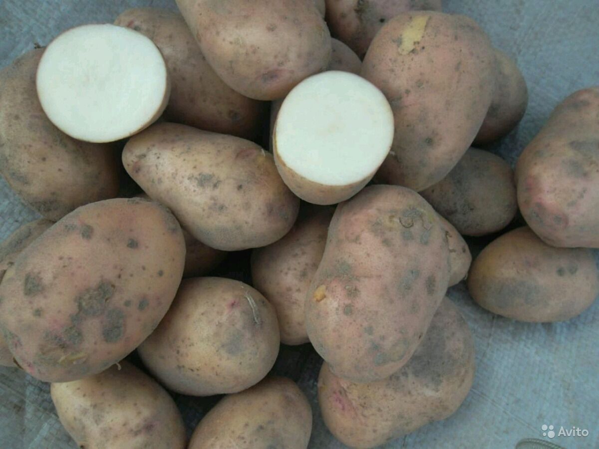 Описание сорта картофеля жуковский