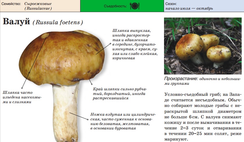 Пластинчатые грибы: фото съедобных с описанием