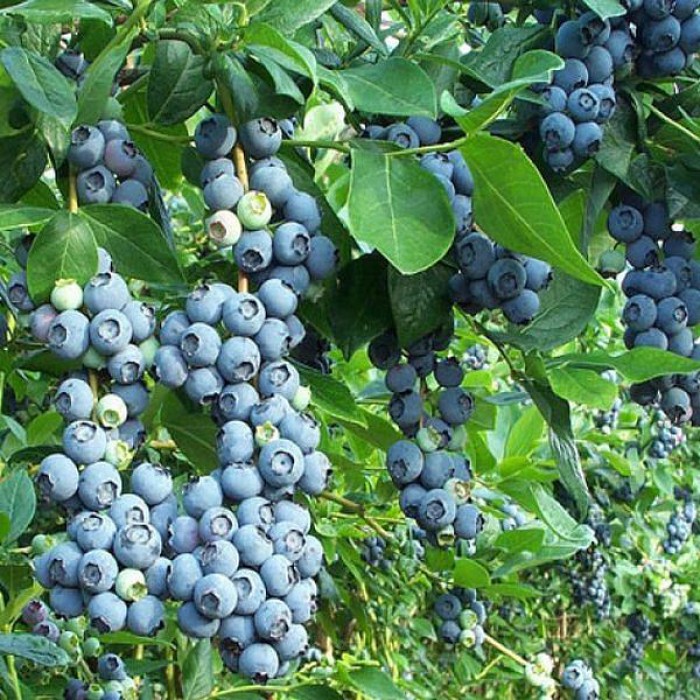 Голубика патриот: описание сорта, уход и выращивание, причины бледных листьев
