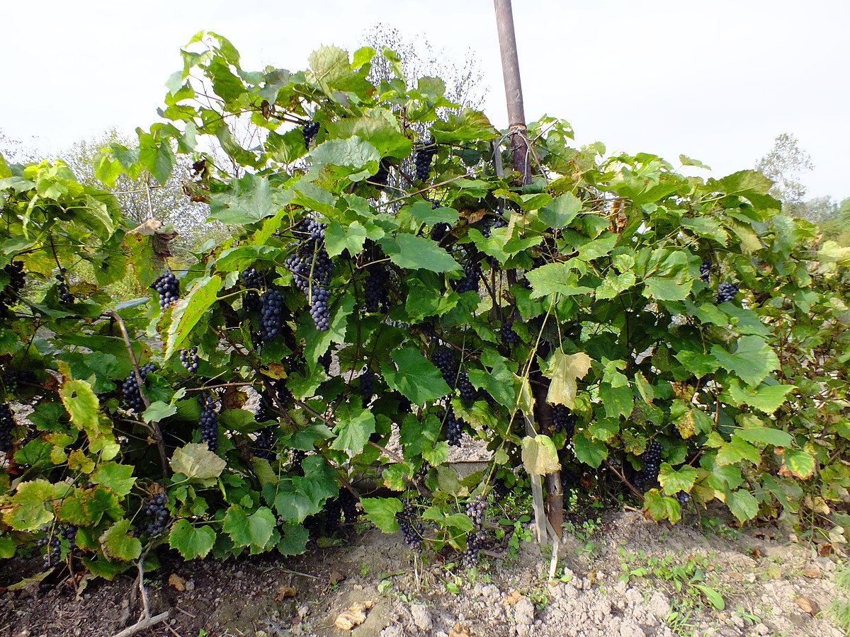 Посадка и уход за виноградом амурский прорыв – описание культуры с фото
