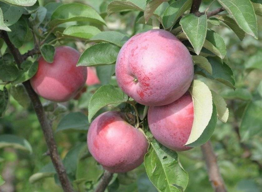Особенности сорта яблони подарок садоводам
