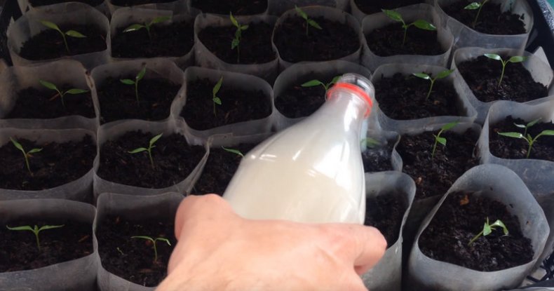 Как правильно вырастить перец в теплице из поликарбоната: технология выращивания от посадки до ухода