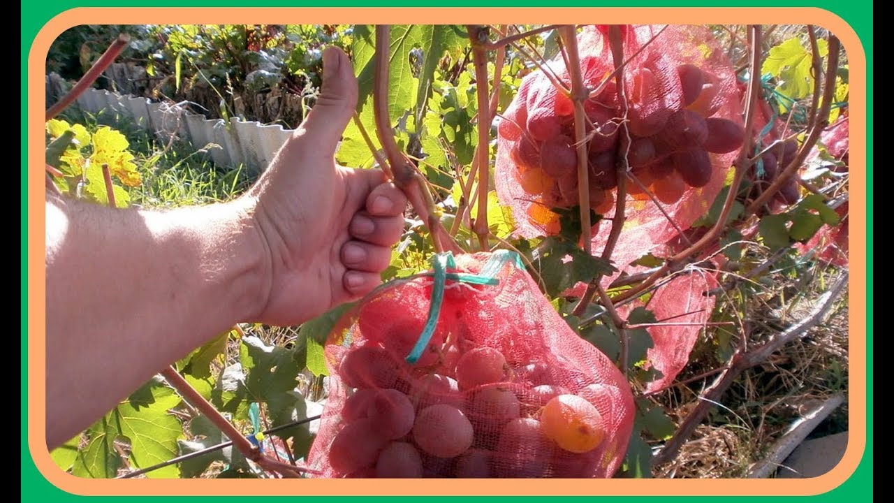Обработка винограда медным купоросом, для чего и как правильно обрабатывать, в том числе дозировка препарата