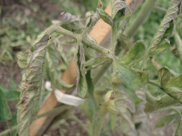 Скручиваются листья у рассады томатов — что делать?