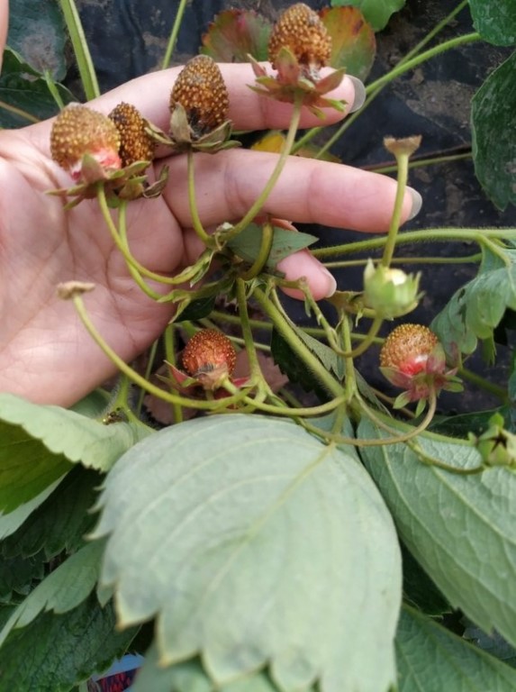 Сохнет клубника: причины, меры борьбы уход за ягодами