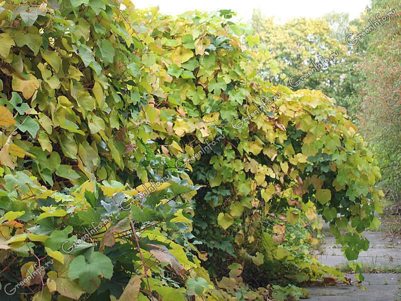Виноград "амурский прорыв": описание сорта, фото, посадка и уход