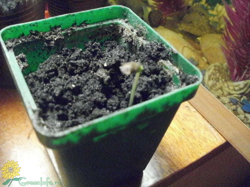 Узнайте как вырастить чернику из семян и черенков