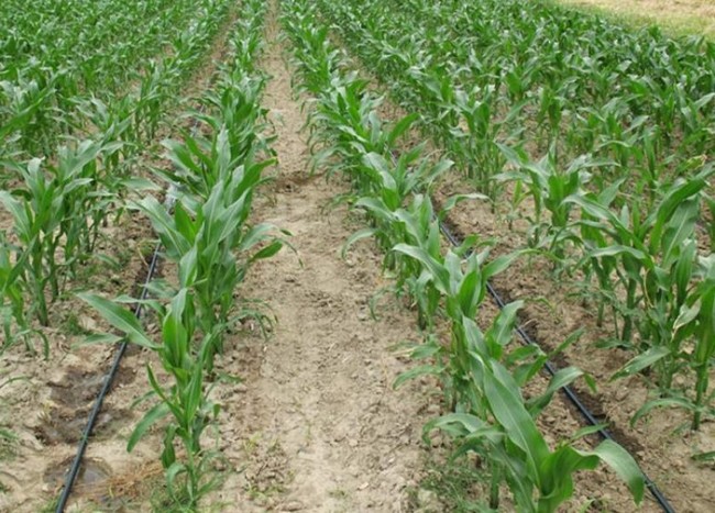 Кукуруза: посадка и уход в открытом грунте, особенности агротехники