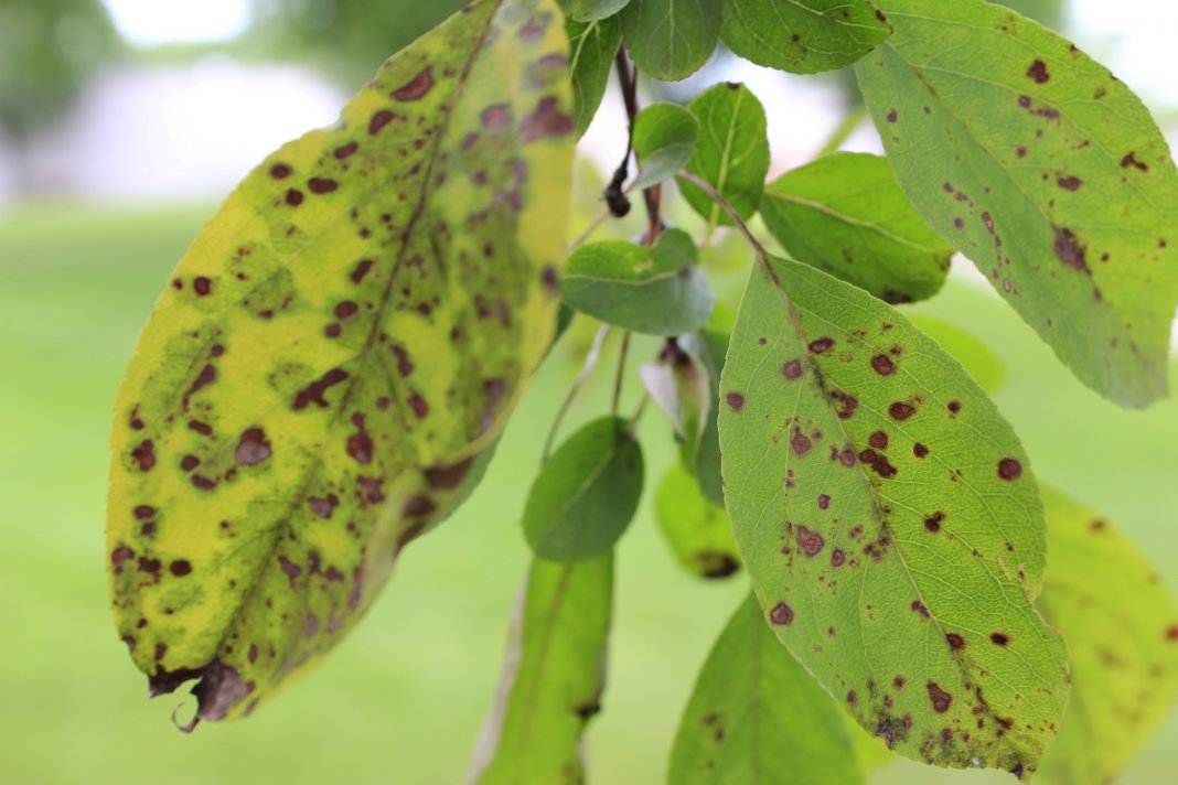 Ржавчина на листьях яблони: как бороться с ржавыми пятнами и чем лечить дерево