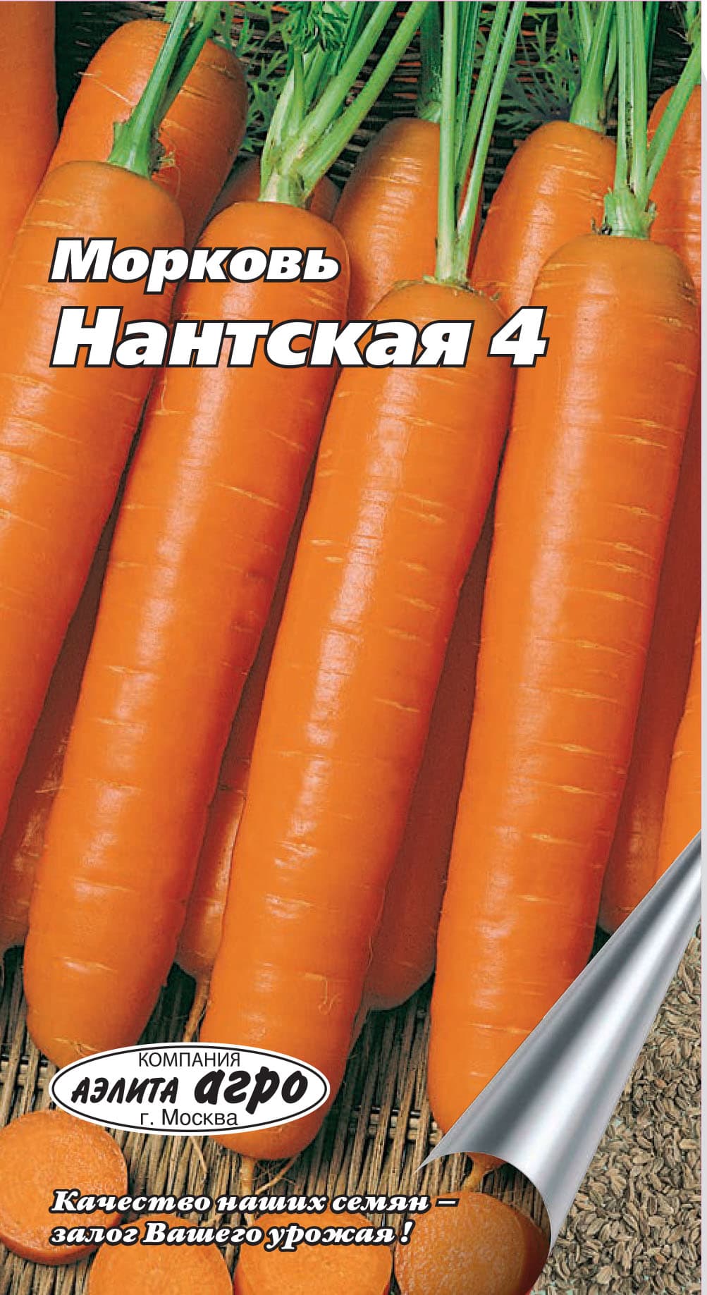 Морковь – правила выращивания