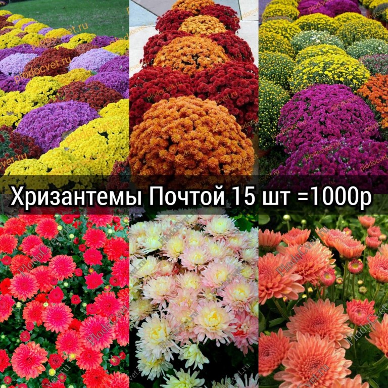 Особенности посадки и ухода за хризантемой мультифлора