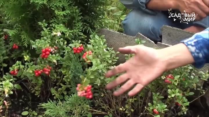 Брусника садовая – размножение, посадка и уход