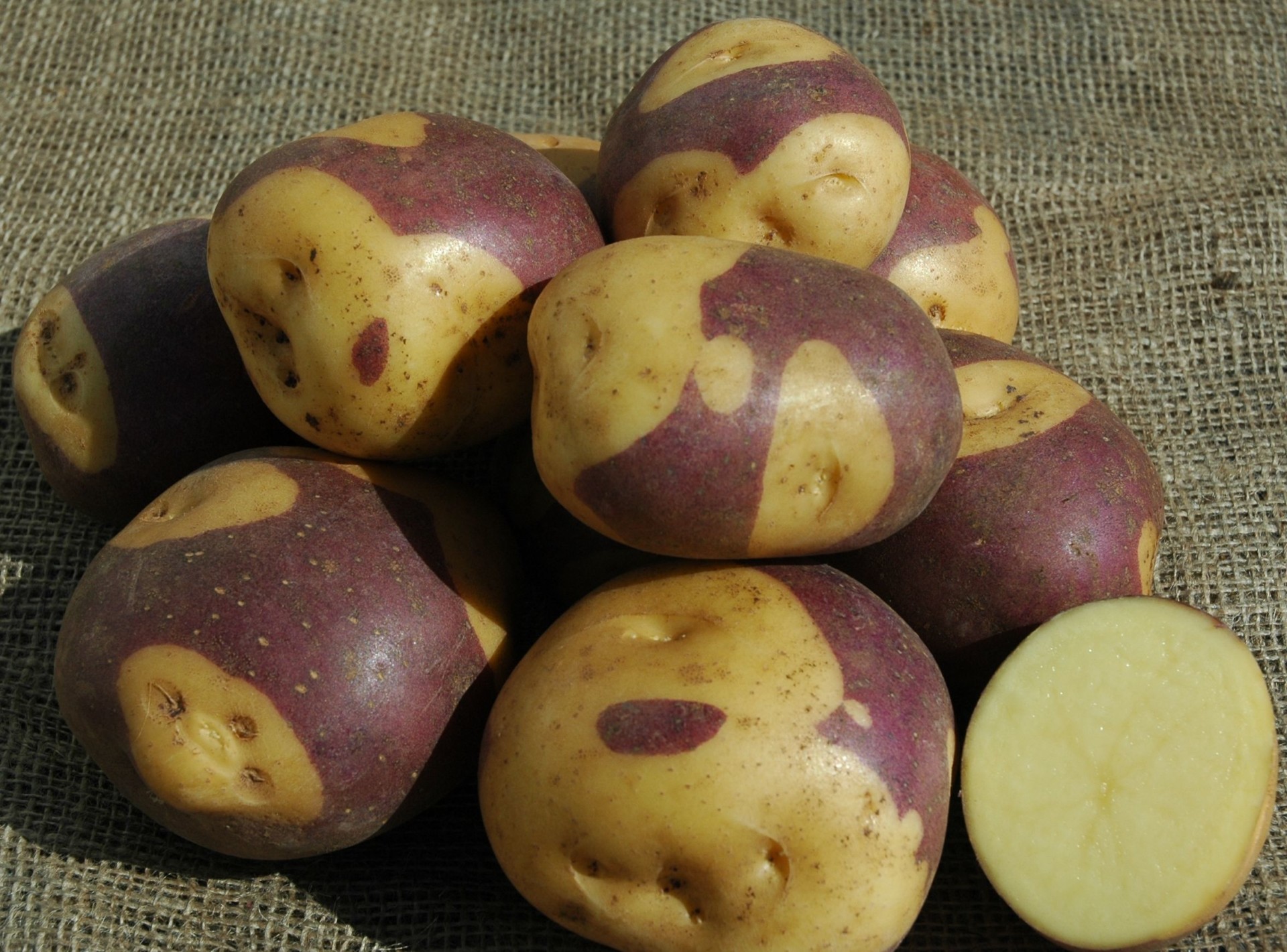 Фиолетовая картошка: сорта, полезные свойства, отзывы
