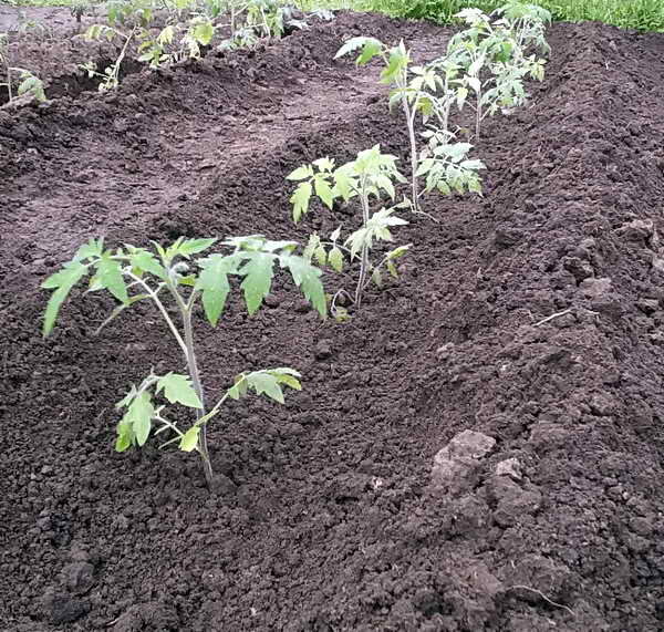 Благоприятные дни для посева и пикирования помидоров в украине в 2021 году по луне