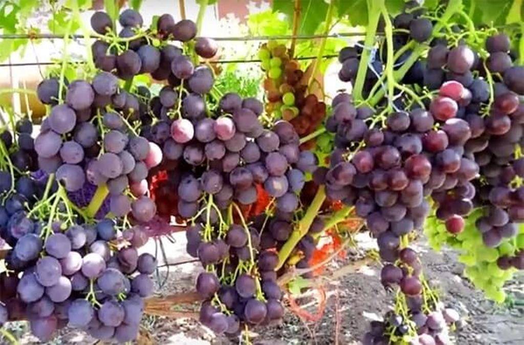 Подробное описание винограда сорта "оригинал", фото, видео, сравнение