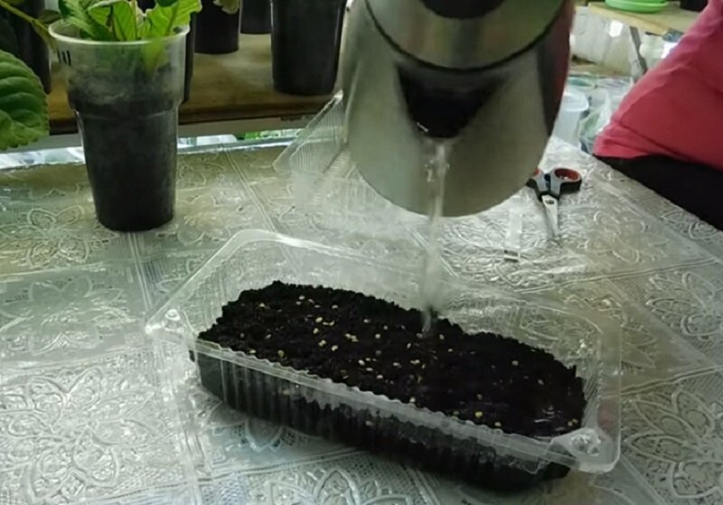 Как правильно собрать и посеять семена баклажанов в домашних условиях, выращивание рассады