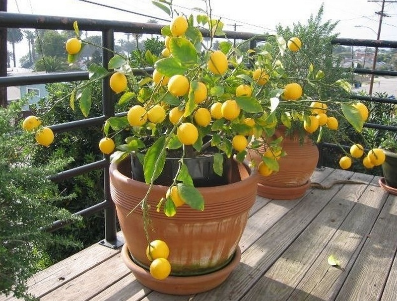 Домашний лимон - условия выращивания в горшке