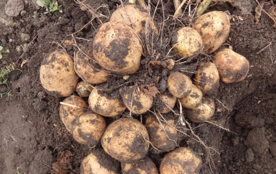 Картофель: урожайные сорта, характеристика, способы посадки, уход.